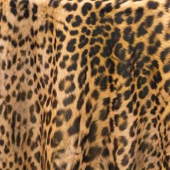 Cheetah Animal Print linen rental