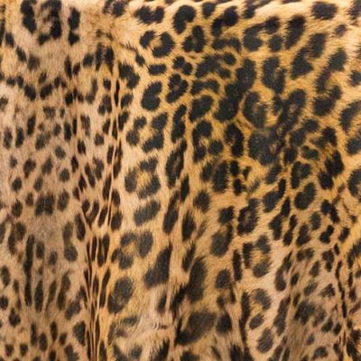 Cheetah Animal Print linen rental