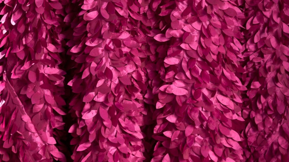 Fuchsia Petal